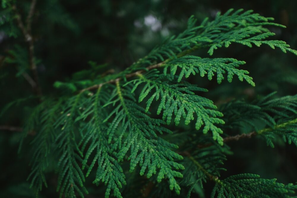 Cedar