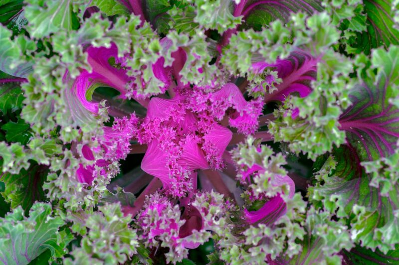 Ornamental Kale