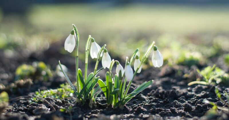 Snowdrops