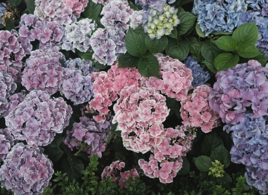 Hydrangea