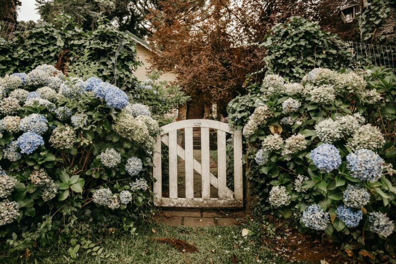 Hydrangea Landscape