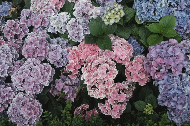 Hydrangea