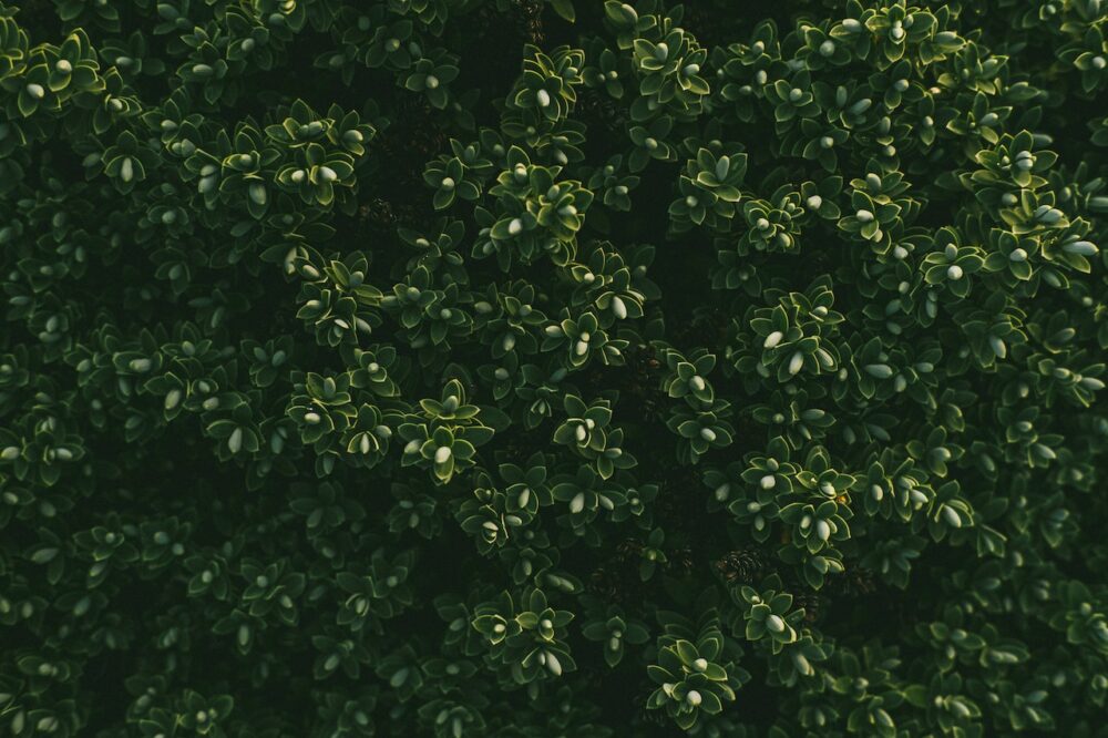 Boxwood