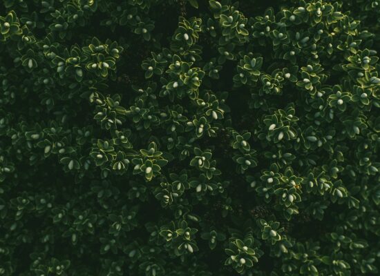 Boxwood