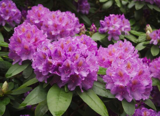 Rhododendron