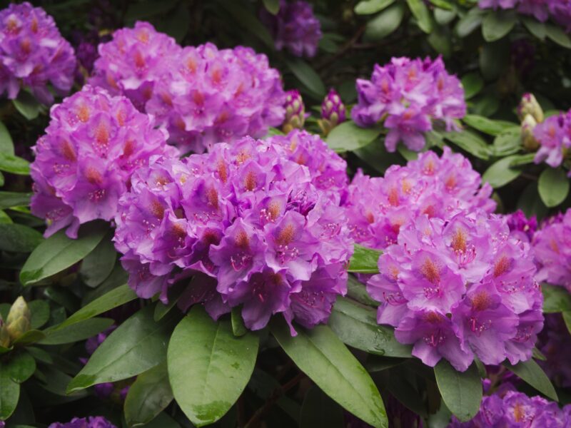 Rhododendron