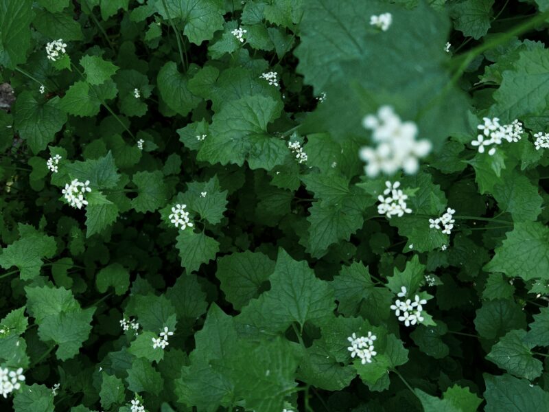 Garlic Mustard