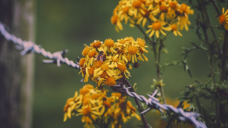 Tansy Ragwort