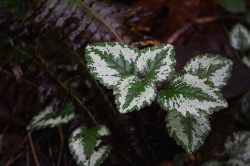 Yellow Archangel