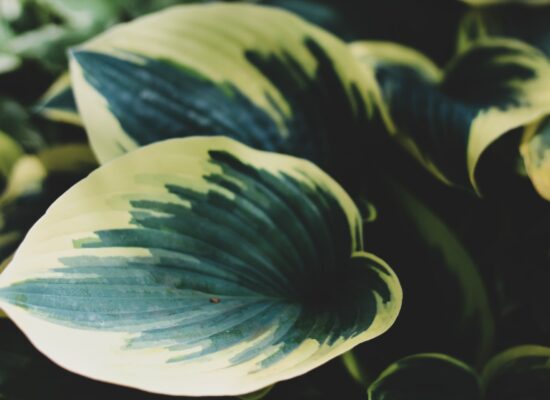 Hosta