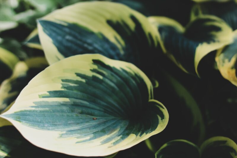 Hosta