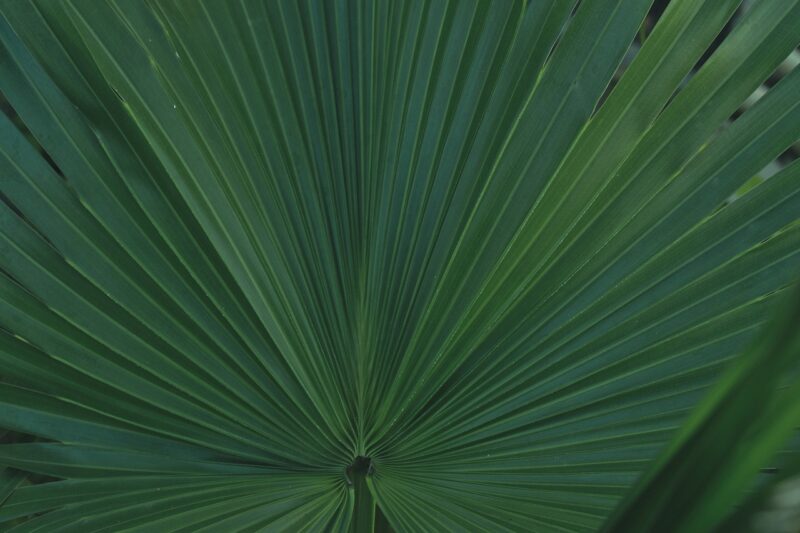 Luxury Plants Areca Palm