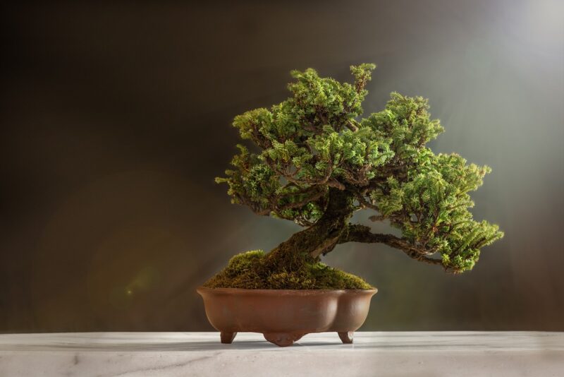 Luxury Plants Bonsai Tree