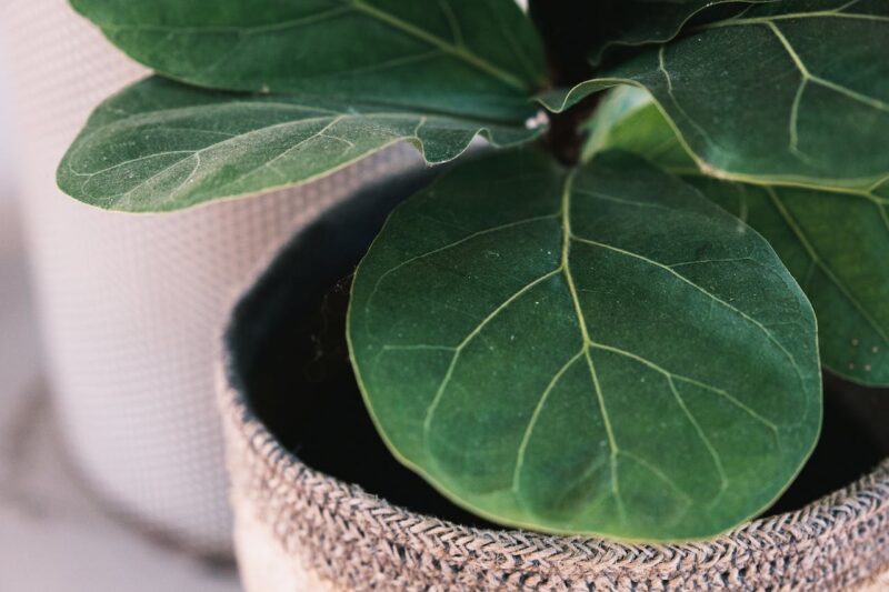 Luxury Plants Ficus Lyrata