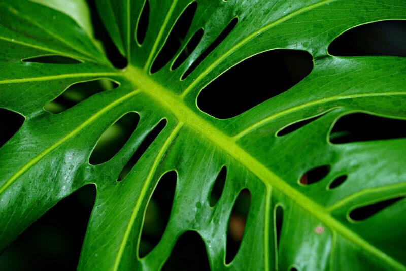 Luxury Plants Monstera Deliciosa