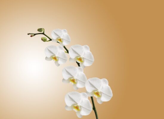 Luxury Plants Orchids